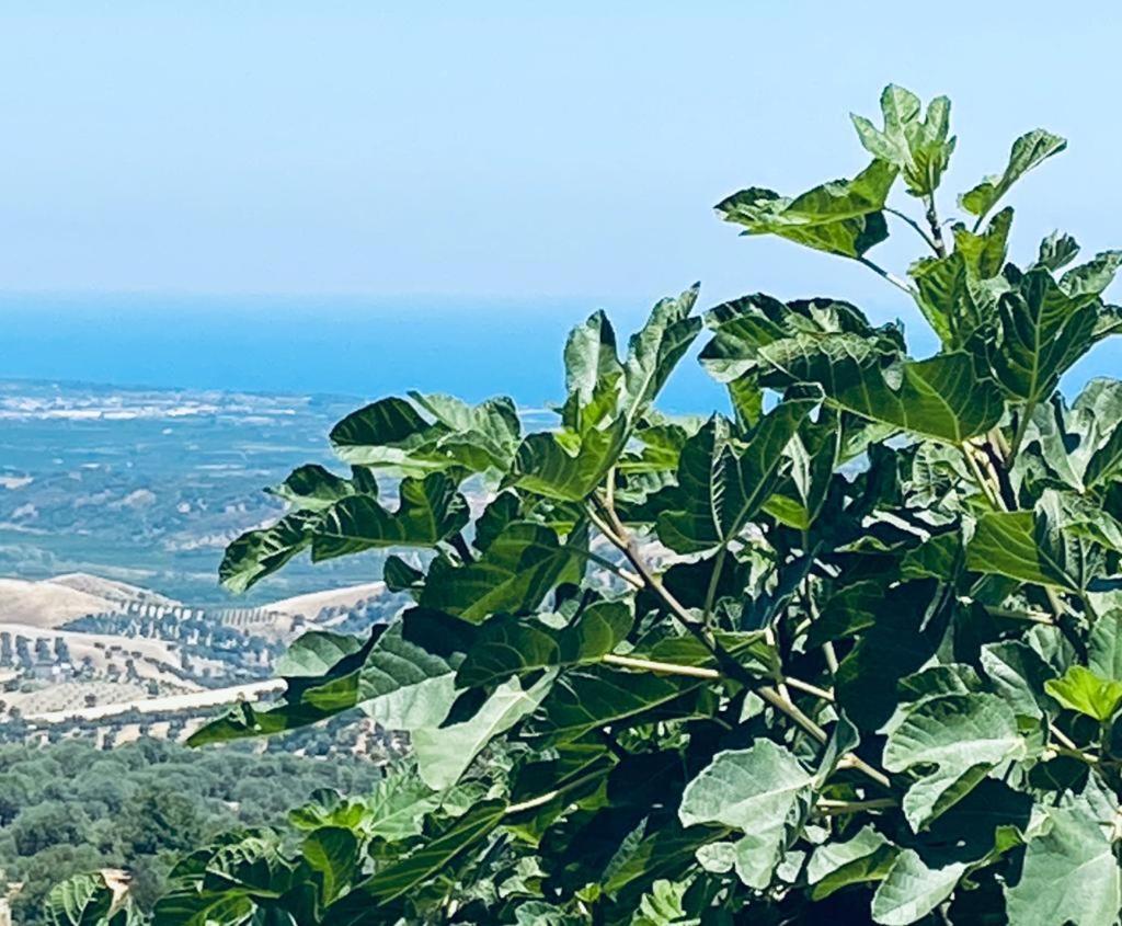 לינה וארוחת בוקר Vaccarizzo Albanese Palazzo Scura מראה חיצוני תמונה